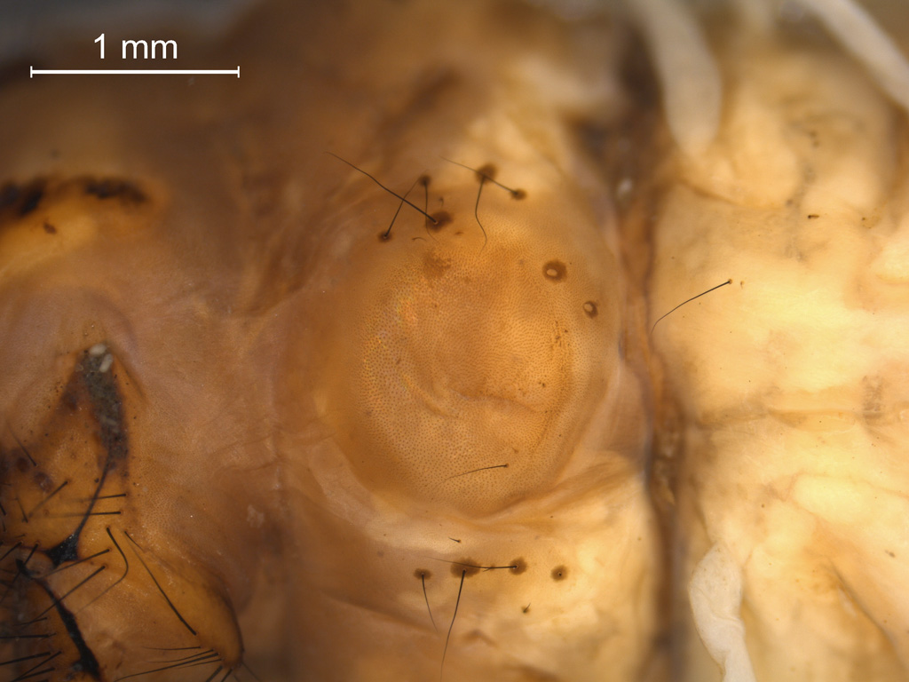 Stenophylax permistus
